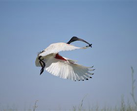 Lake Cowal - Accommodation Port Macquarie 4