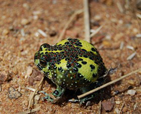 Lake Cowal - Accommodation Port Macquarie 3