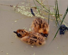 Lake Cowal - Accommodation Port Macquarie 6