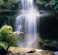 Mount Buangor State Park - Accommodation Port Macquarie