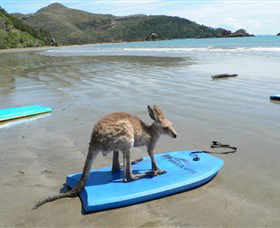 Cape Hillsborough National Park - Accommodation Port Macquarie 1