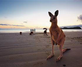 Wallabies On The Beach At Cape Hillsborough - Accommodation Port Macquarie 0
