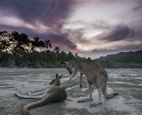 Wallabies On The Beach At Cape Hillsborough - Accommodation Port Macquarie 1