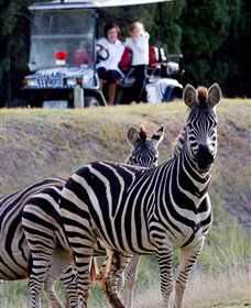 Taronga Western Plains Zoo, Dubbo - Accommodation Port Macquarie 1