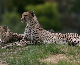 Taronga Western Plains Zoo, Dubbo - Accommodation Port Macquarie 6