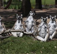 Savannah Visitor Plaza Taronga Western Plains Zoo Dubbo - Accommodation Port Macquarie