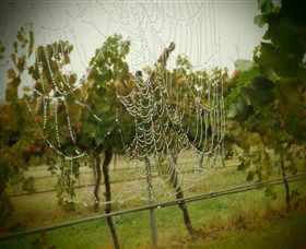 Red Earth Estate Vineyard - Accommodation Port Macquarie 8