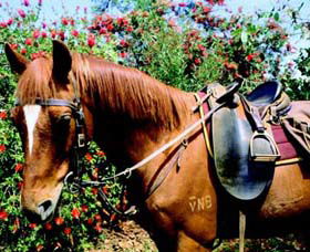 Western Plains Riding Centre - Accommodation Port Macquarie 0