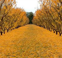 Sun Country on the Murray Farm Gate Trail - Accommodation Port Macquarie