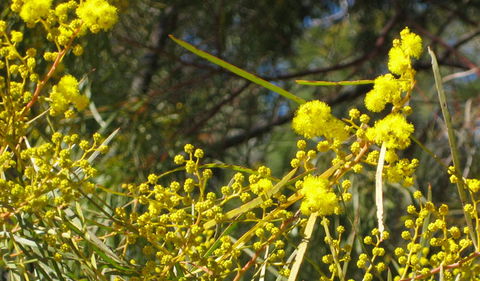 Beni State Conservation Area - Accommodation Port Macquarie 3