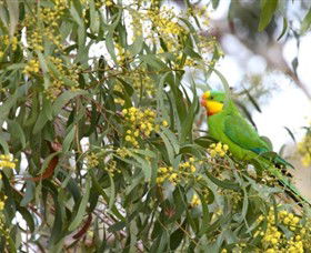 Savernake Day Tours - Accommodation Port Macquarie 3
