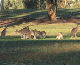 Savernake Day Tours - Accommodation Port Macquarie 4