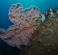 Luncheon Bay Dive Site - Accommodation Port Macquarie