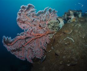 Luncheon Bay Dive Site - Accommodation Port Macquarie 0