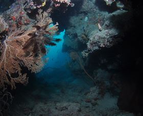 Luncheon Bay Dive Site - Accommodation Port Macquarie 2