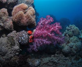Luncheon Bay Dive Site - Accommodation Port Macquarie 3