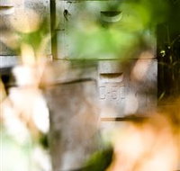 Bees on Keswick Island - Accommodation Port Macquarie