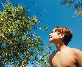 Birdwatching On Keswick Island - Accommodation Port Macquarie 0