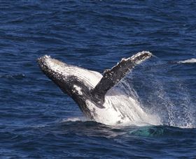 Whale Watching On Keswick Island - Accommodation Port Macquarie 0