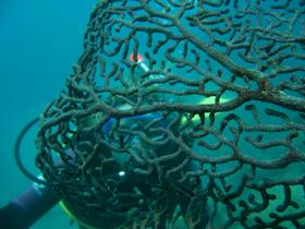 Fairey Reef - Accommodation Port Macquarie 3
