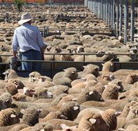 Livestock Marketing Centre - Accommodation Port Macquarie