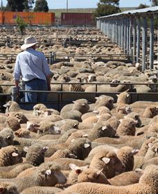 Livestock Marketing Centre - Accommodation Port Macquarie 0