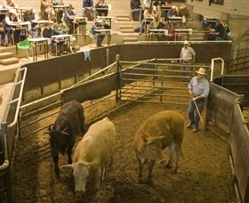 Livestock Marketing Centre - Accommodation Port Macquarie 1