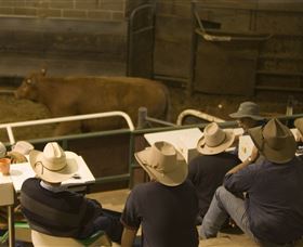 Livestock Marketing Centre - Accommodation Port Macquarie 2