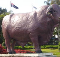 Rockhampton Bull Statues - Accommodation Port Macquarie