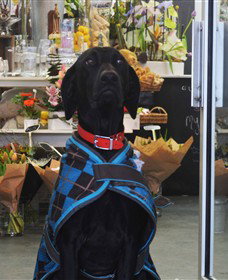 Blooms On Bridge - Accommodation Port Macquarie 5