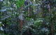 Kutini-Payamu (Iron Range) National Park (CYPAL) - thumb 2