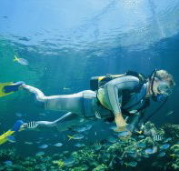 Seaflight Bommie Dive Site - Accommodation Port Macquarie