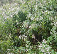Snowgum walking track - Accommodation Port Macquarie