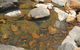 Mount Canobolas State Conservation Area - thumb 2