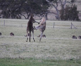 Living Legends: The International Home Of Rest For Champion Horses - Accommodation Port Macquarie 2