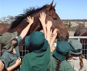 Living Legends: The International Home Of Rest For Champion Horses - Accommodation Port Macquarie 4