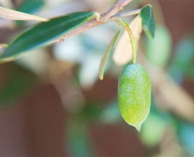 The Olive Shop - Milawa - Accommodation Port Macquarie 1