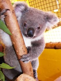 Cooberrie Park Wildlife Sanctuary - Accommodation Port Macquarie 0