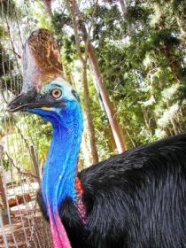 Cooberrie Park Wildlife Sanctuary - Accommodation Port Macquarie 1