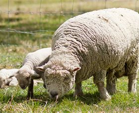 Short Sheep Micro-Winery - Accommodation Port Macquarie 6