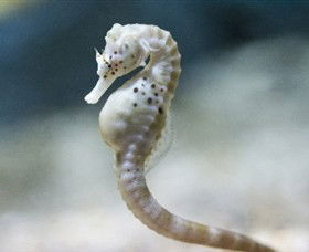 SEA LIFE Melbourne Aquarium - Accommodation Port Macquarie 0