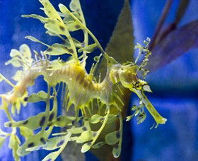 SEA LIFE Melbourne Aquarium - Accommodation Port Macquarie 1
