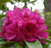Campbell Rhododendron Gardens - Accommodation Port Macquarie