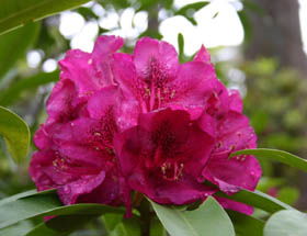 Campbell Rhododendron Gardens - Accommodation Port Macquarie 0