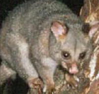 Moondarra State Park - Accommodation Port Macquarie