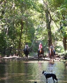 Springvale Horse Treks - Accommodation Port Macquarie 2