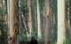 Blue Gum Forest - thumb 0