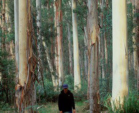 Blue Gum Forest - Accommodation Port Macquarie 0