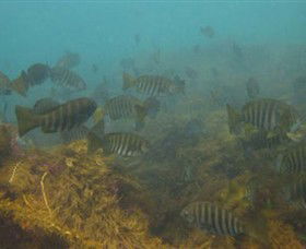 Cape Paterson VIC Accommodation Port Macquarie