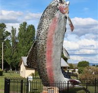 Big Trout - Accommodation Port Macquarie